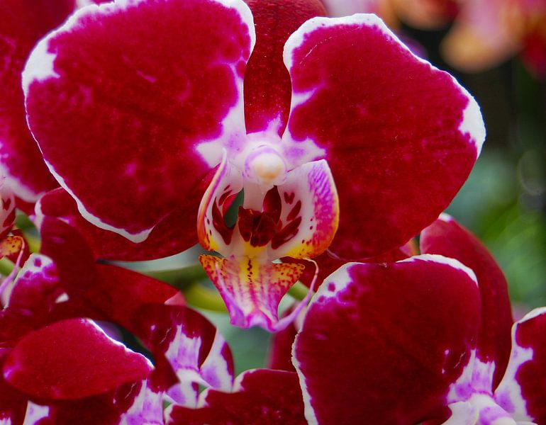 Donkerrode Orchidee by Hanney Bruijn Fotografie