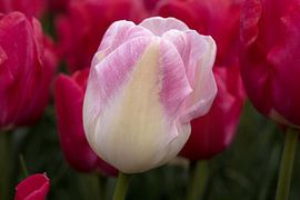 a pink white tulip among red tulips by W J Kok