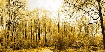 Golden Amsterdam Forest