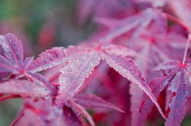 Blad van Arie Bruinsma