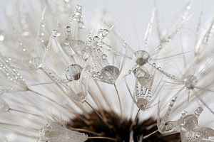 Taraxacum officinale I sur Gerry van Roosmalen