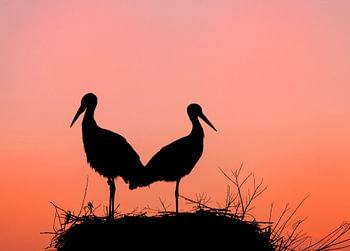 Ooievaars in de zonsondergang