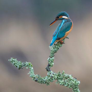 LP 71200241 Kingfisher on a Branch by BeeldigBeeld Food & Lifestyle