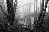 Brouillard dans la Forêt
