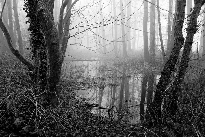 Brouillard dans la Forêt par Pieter Navis