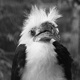 Majestätischer Hornvogel in Schwarz-Weiß von Jose Lok