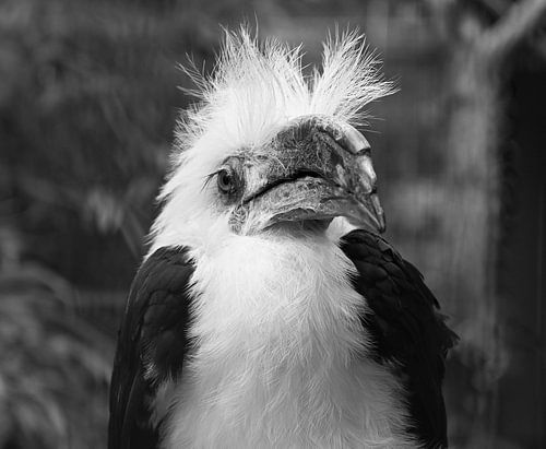 Majestic hornbill in black and white