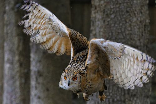 Eule beim Abflug