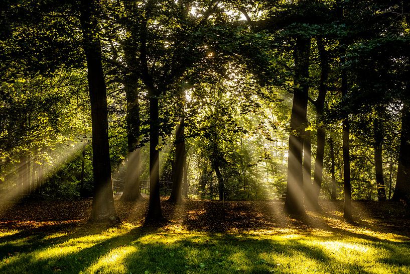 mooie zonneharpen van zonlicht door de bomen in het herfst bos van Margriet Hulsker