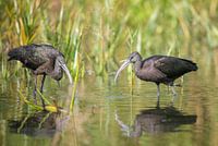 Schwarzer Ibis