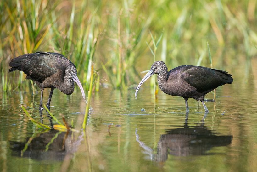 Schwarzer Ibis von Michel Van Giersbergen