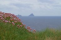 Skellig Island vanaf Kerry's Cliffs bij PortMagee van Elfriede de Jonge Boeree thumbnail