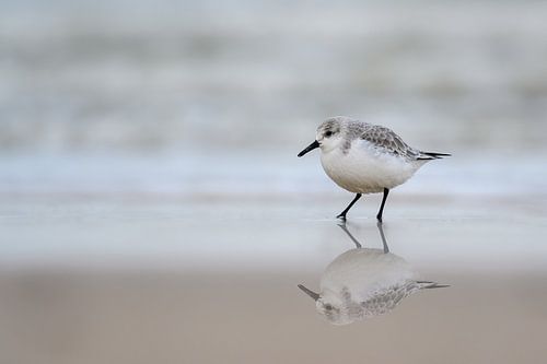 Sanderling