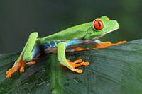 Red-Eyed Tree Frog (Agalychnis callidryas)