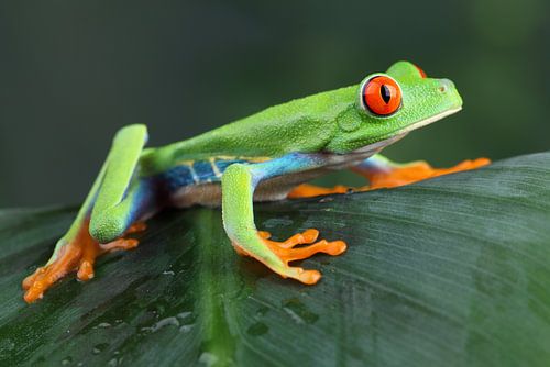 Porträt eines rotäugigen Laubfrosches