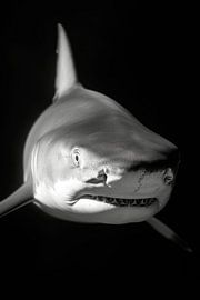 Shark by Poster Art Shop