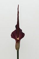 Fleur d'Amorphophallus konjac