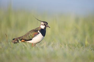 Lapwing in the early morning light by Anja Brouwer Fotografie