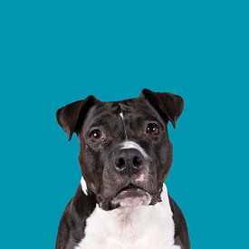 Portrait of the head of a brown American Staffordshire terrier ( by Leoniek van der Vliet