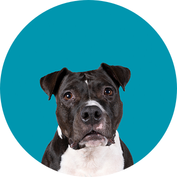 Portret van de hoofd van een americaanse stafford hond van Leoniek van der Vliet