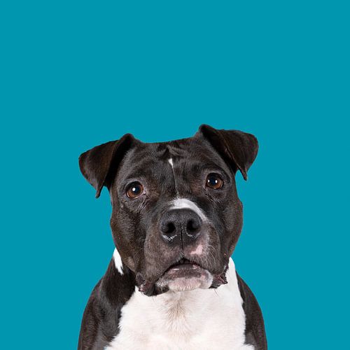 Portret van de hoofd van een americaanse stafford hond