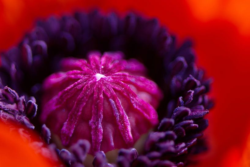 Poppy by Click it Fotografie