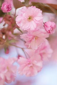 Rosa Blüte