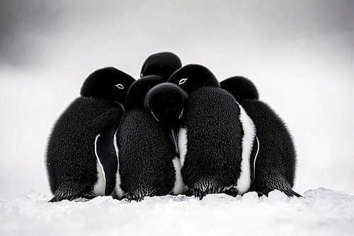 Groep pinguïns in de sneeuw