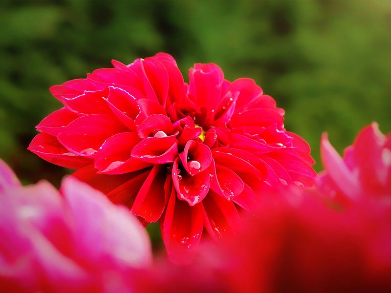 Rode dahlia in de regen by Maickel Dedeken