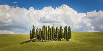 Cipressen in Toscane van Henk Meijer Photography