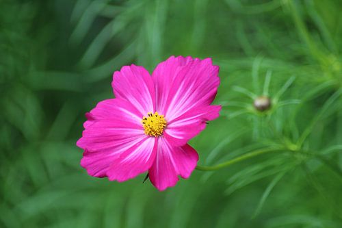 Mooi roze is niet lelijk