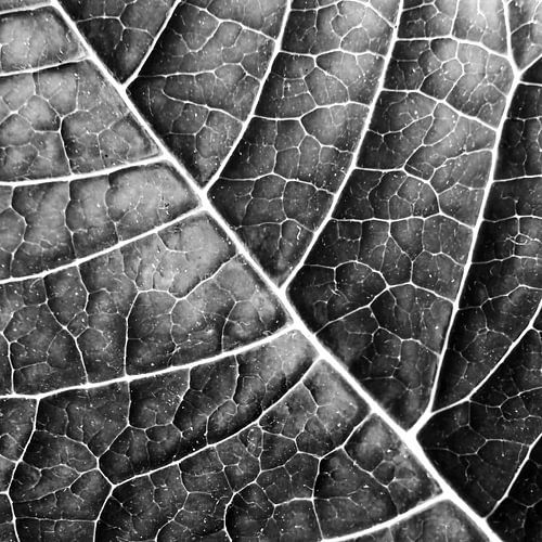 LEAF STRUCTURE no2b BLACK AND WHITE