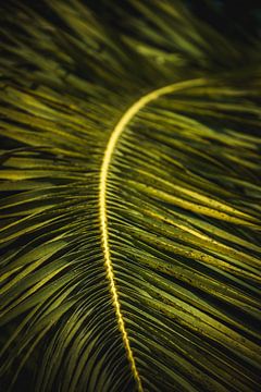Feuille de palmier verte sur Prints by Abigail Van Kooten