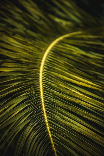 Green palm leaf
