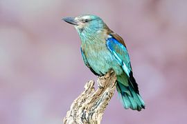 Roller on branch with soft pink background by Paula Ketz