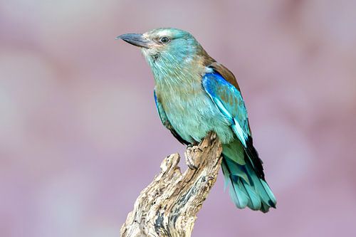 Scharrelaar op tak met zachtroze achtergrond