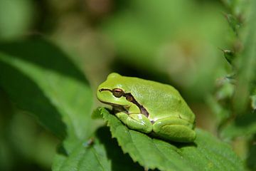 Camouflage. Green tree frog on leaf by My Footprints