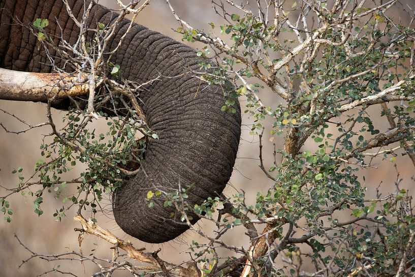Elephant detail 1 by Andius Teijgeler
