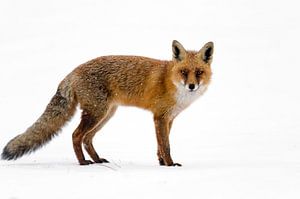 Red fox in the snow by Richard Guijt Photography