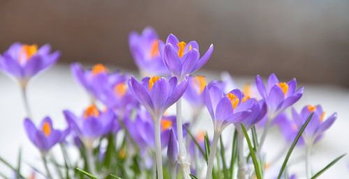 De eerste krokussen in de tuin