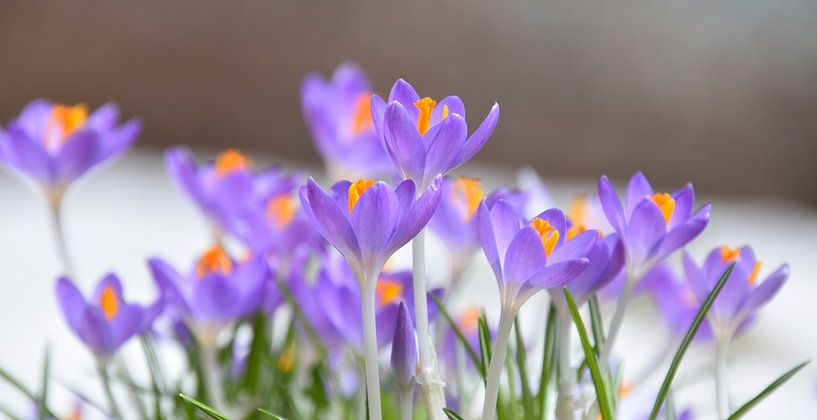 The first crocuses in the garden by Claude Laprise