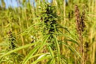 Hennep, Cannabis sativa van Martin Stevens thumbnail