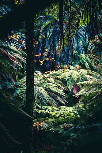 Fougères arborescentes des Açores