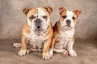 OLD ENGLISH BULLDOG and pup