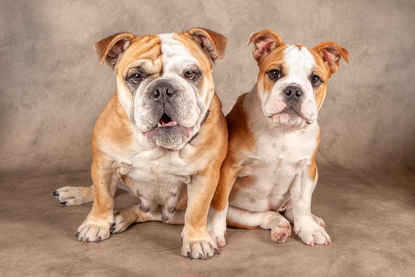 OLD ENGLISH BULLDOG and pup van Tony Wuite