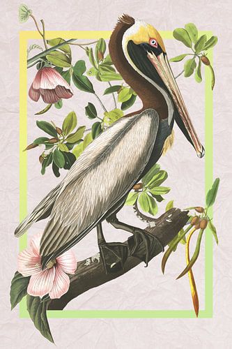 Bruine pelikaan op verkreukeld papier