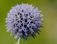 Paarse Allium