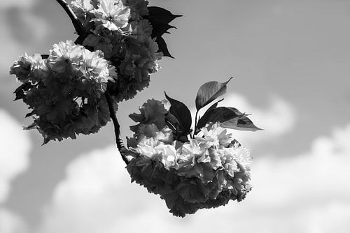 prachtige bolle bloesems aan de boom