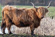 Schotse Hooglander van Merijn Loch thumbnail