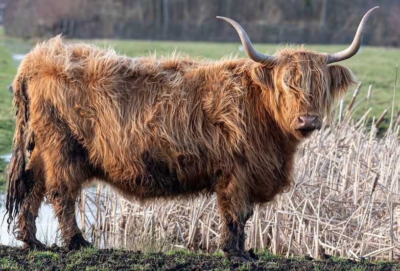 Schotse Hooglander van Merijn Loch